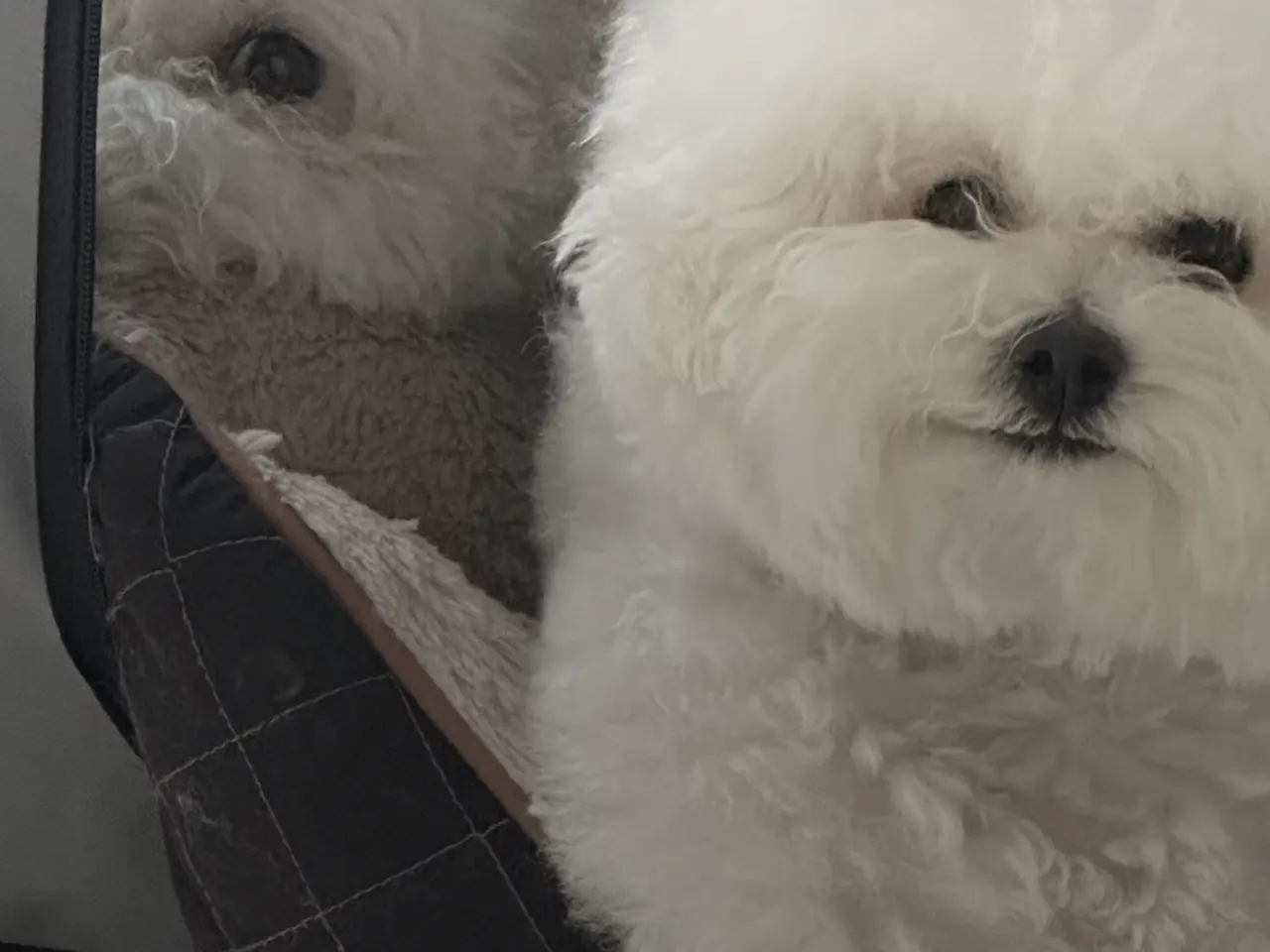 Billede 2 - Bichon Frise hvalp