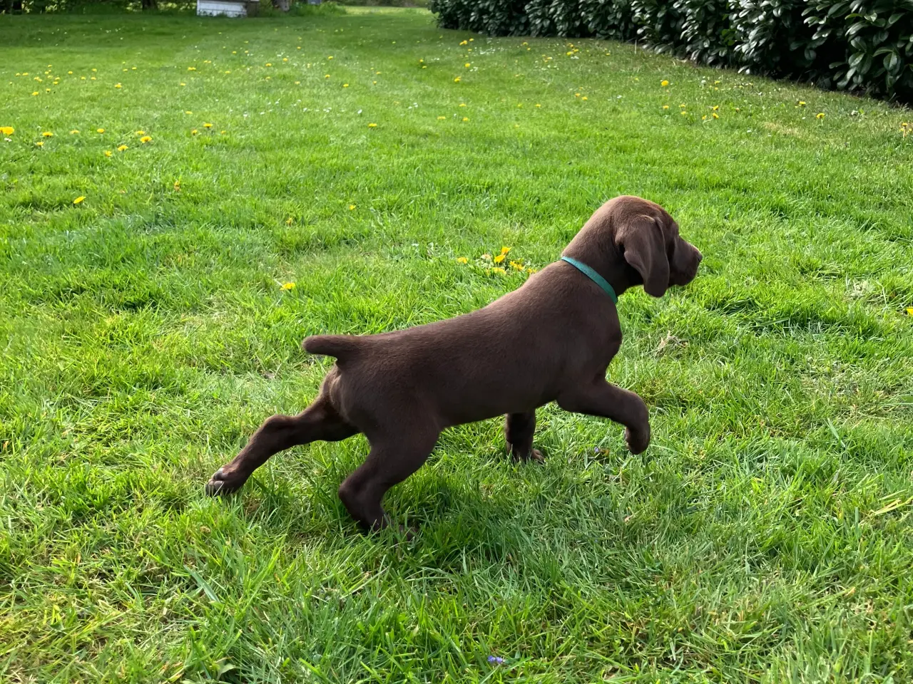 Billede 1 - Korthåret tysk hønsehund. Stærke forældre gener.