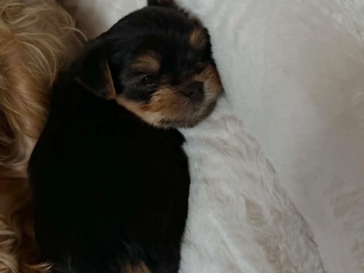 Billede 8 - De sødeste Yorkie hvalpe