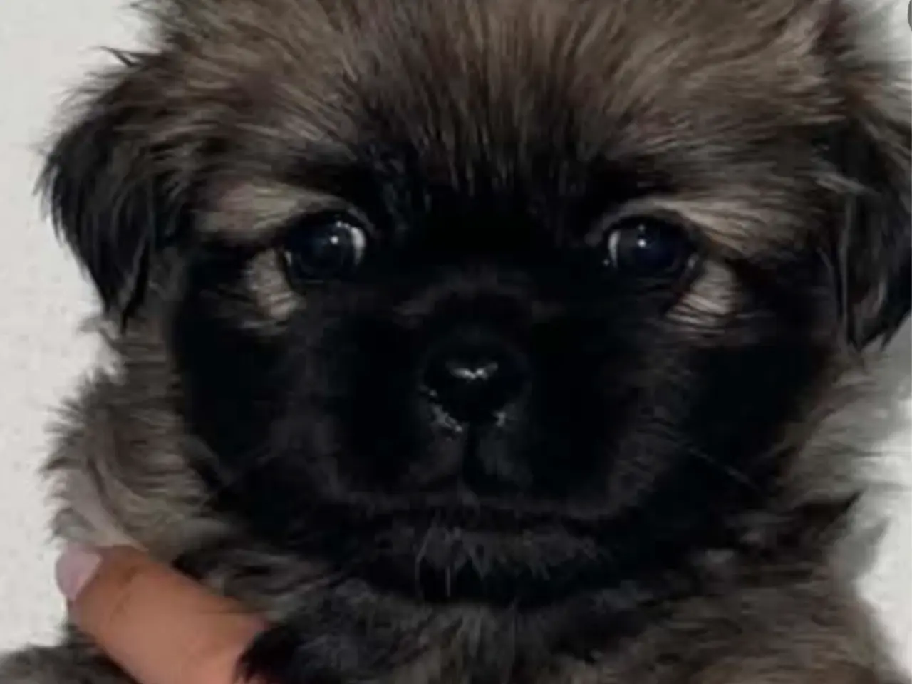 Billede 1 - Tibetansk spaniel hvalpe