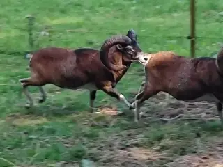 Muflon vædder