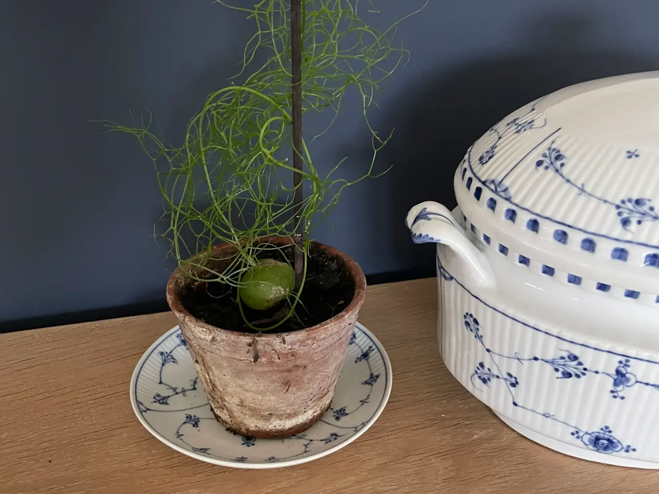 Billede 3 - Boweia volublis, hvidkål med aspagus.