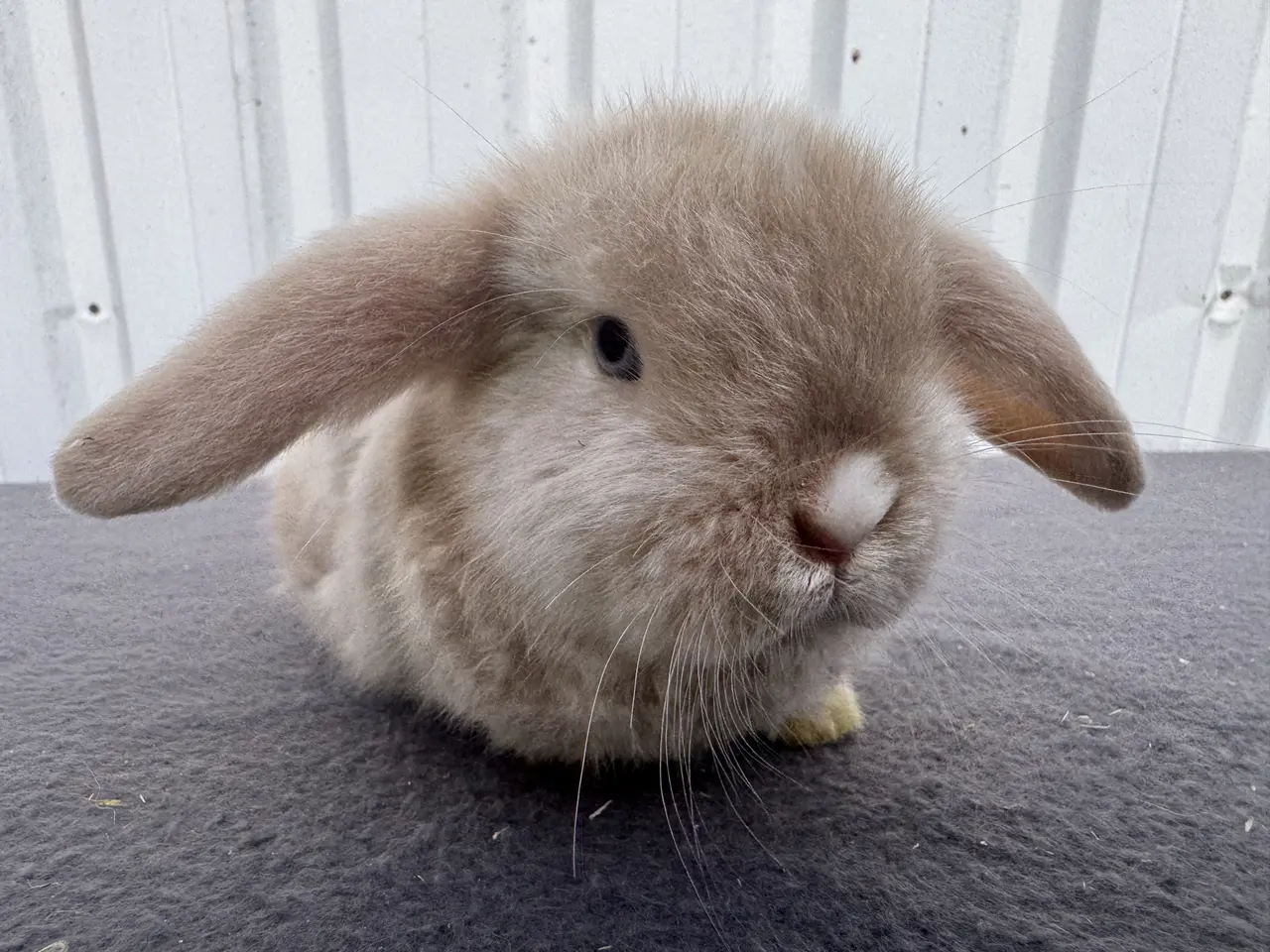 Billede 2 - Mini lop satin hunkanin salgsklar