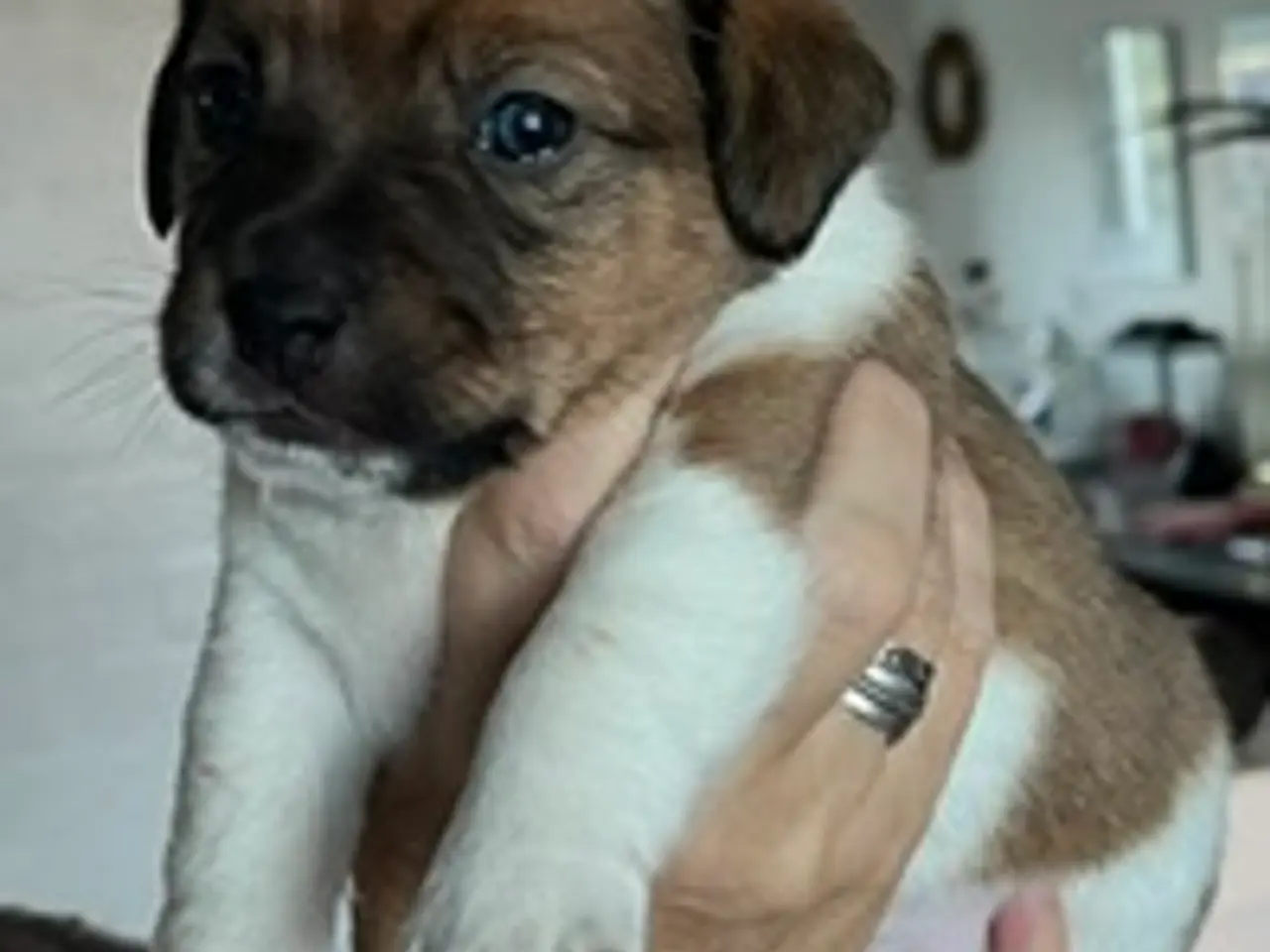Billede 2 - Elmer, Jack Russel, 4½ uge gammel, født 25.9