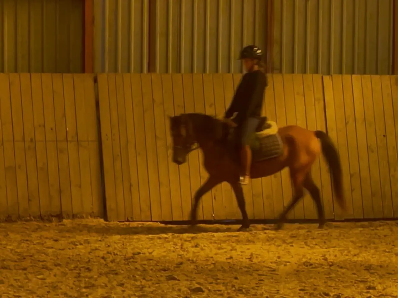 Billede 2 - Ridepony spring/dressur 