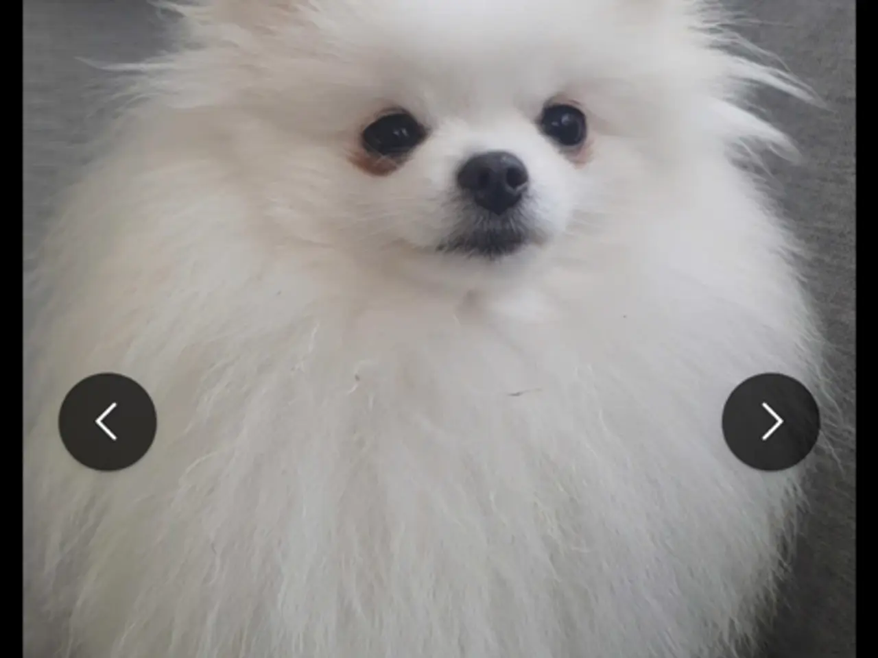 Billede 5 - Pomeranianhvalpe