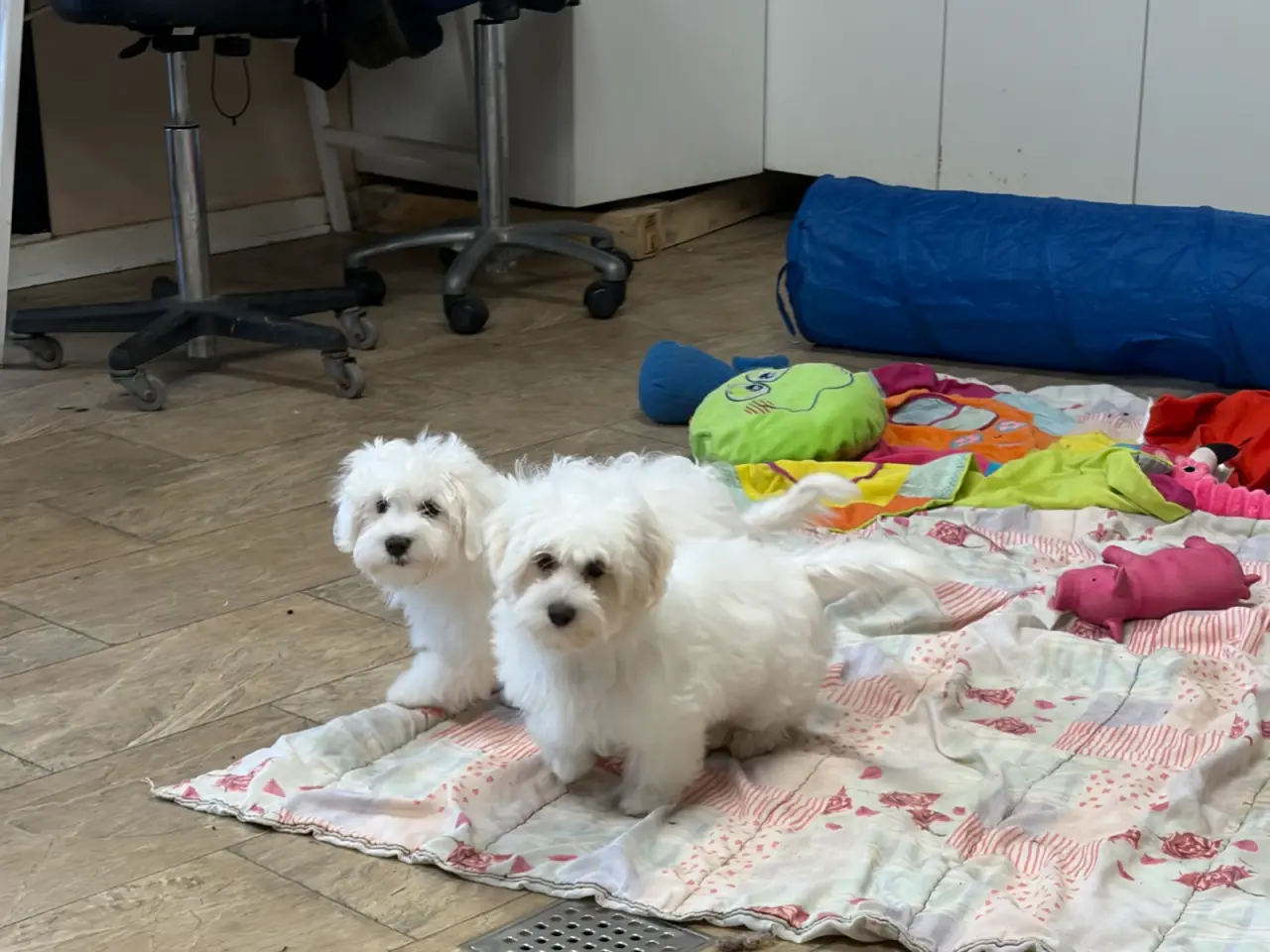 Billede 16 - 1 Maltipoo pige er rejse klar nu !
