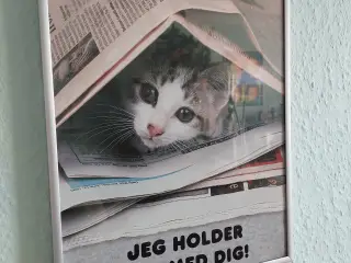 billede med motiv kattekilling