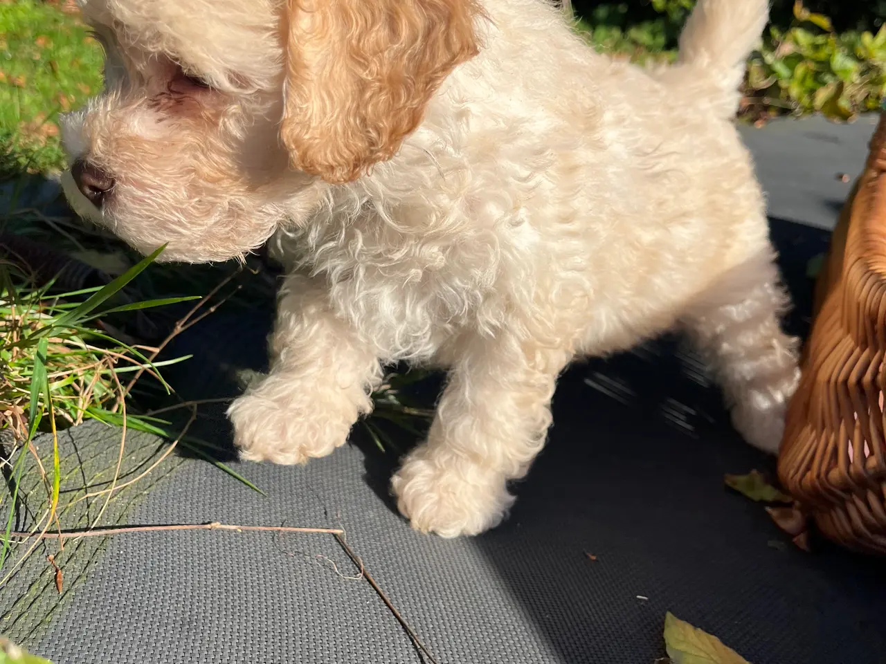 Billede 4 - Labradoodle hvalp 