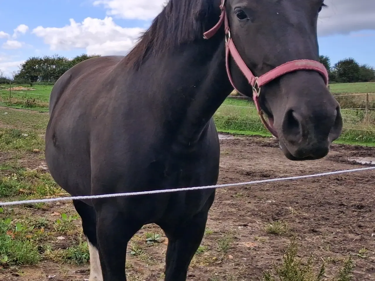 Billede 2 - Oldenborg hoppe byttes