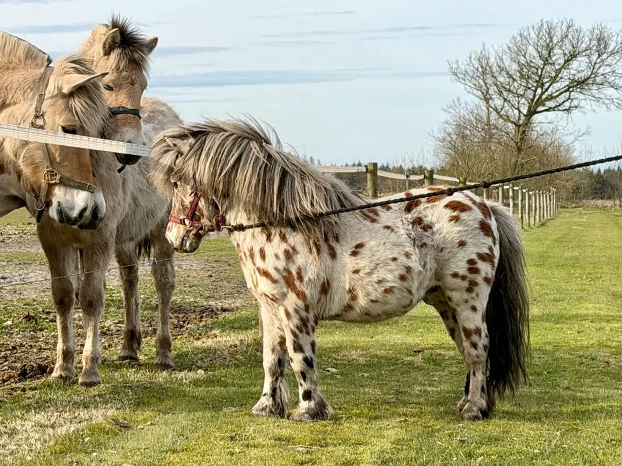 Billede 3 - Lille Knabstrupper Hingst