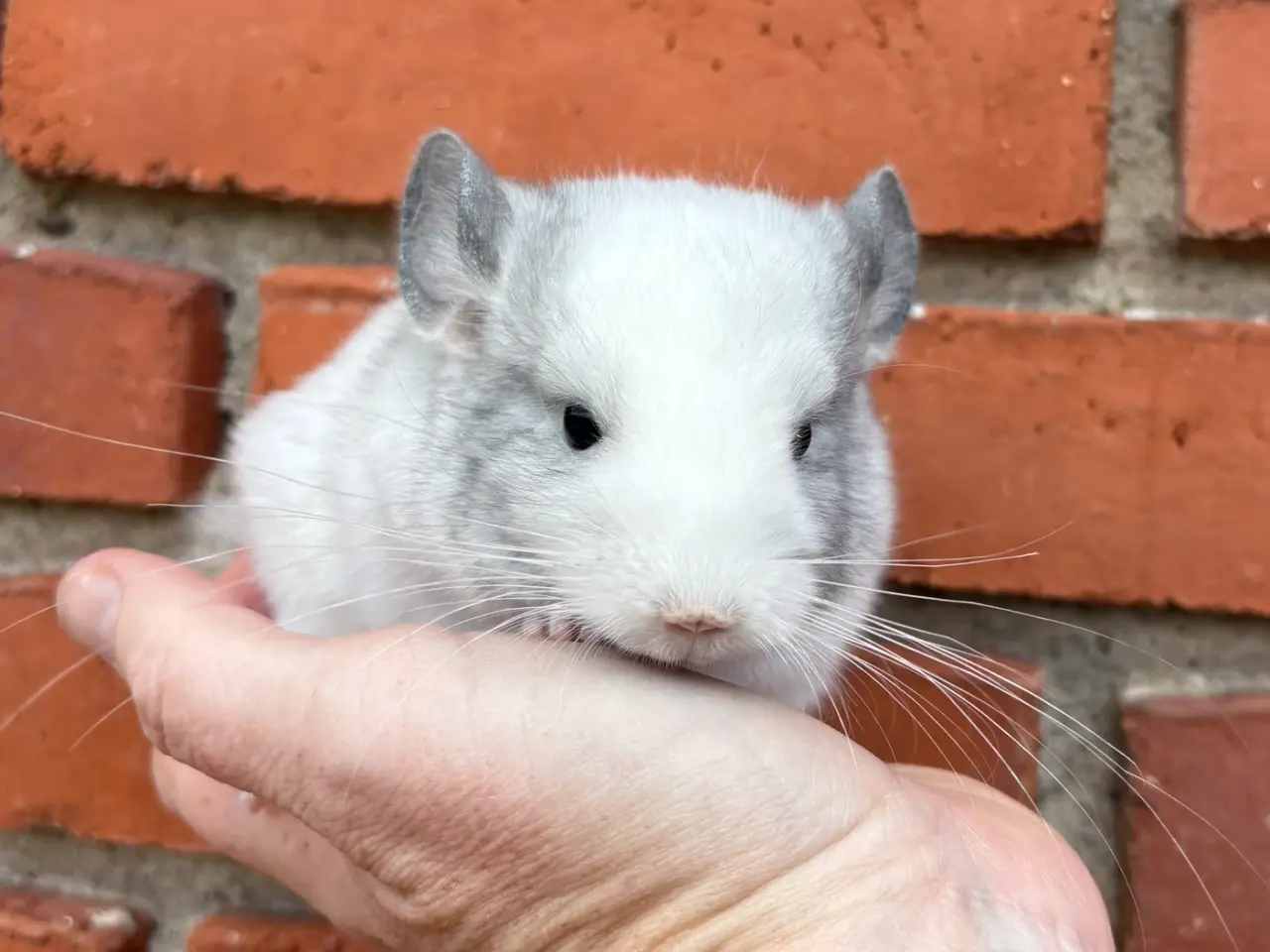 Billede 1 - HAN chinchilla