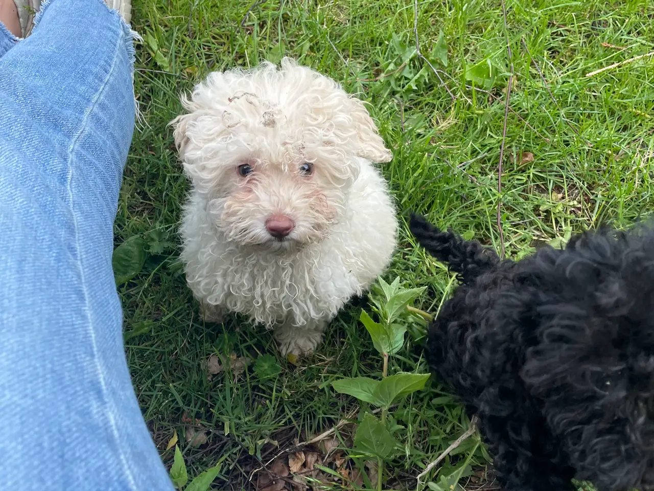 Billede 3 - Maltipoo Hvalp