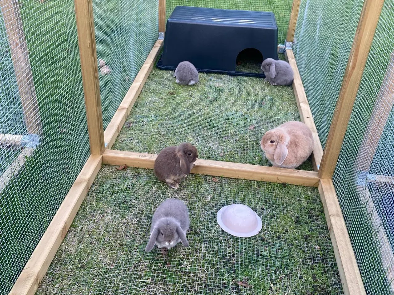 Billede 6 - Mini lop dreng kaninunge