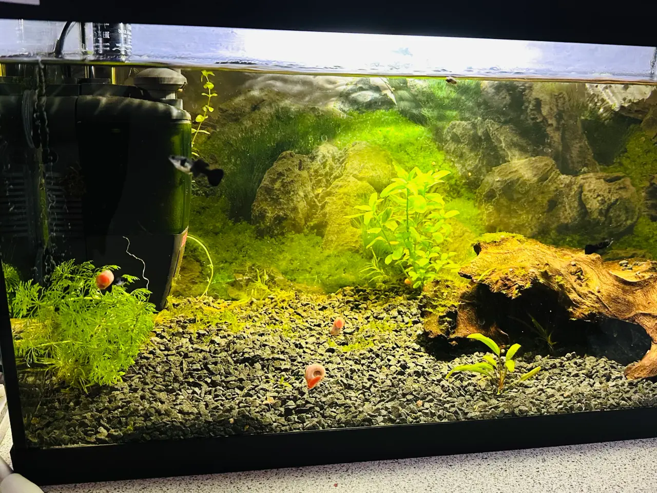 Billede 5 - 3 stk 54L akvarier, det ene fra Tetra.
