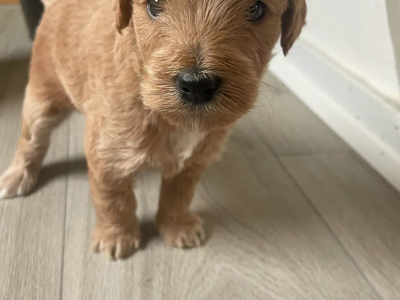 Billede 3 - Søde Labradoodle hvalpe