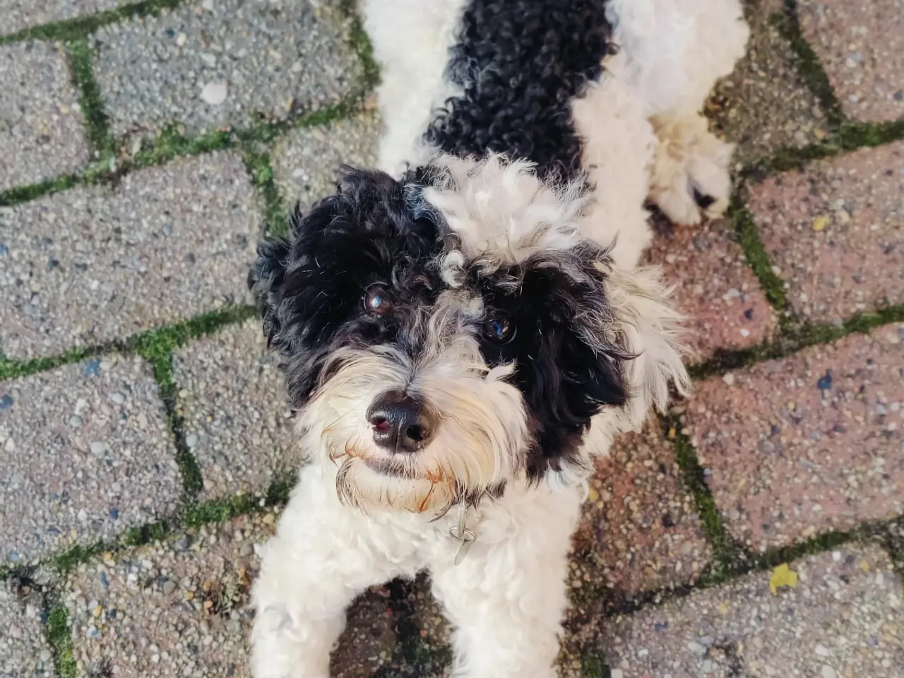 Billede 5 - Dejlig cavapoo søger god familie