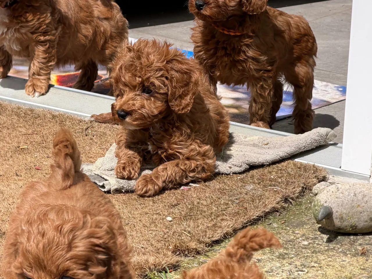 Billede 6 - 🐾✨ Skønne Mini Maltipoo hvalpe klar juli/August