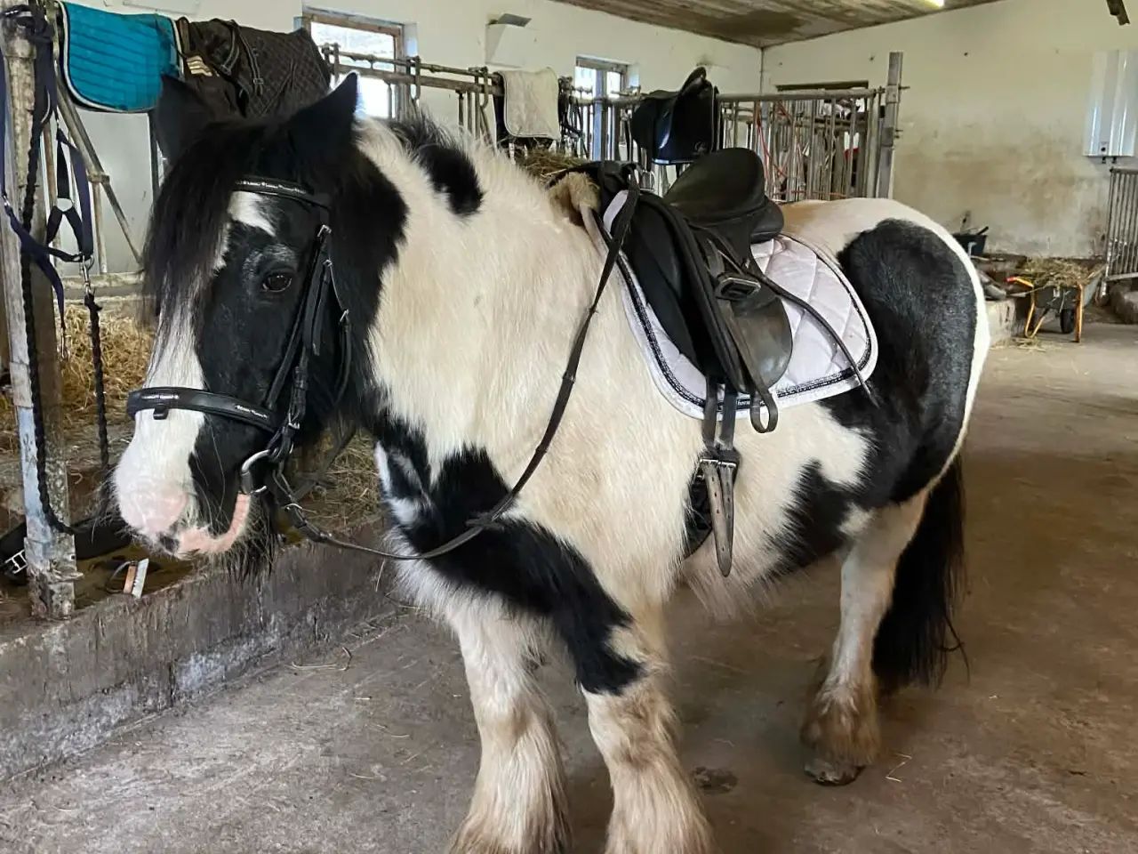 Billede 2 - Irish Cob/ Skovturs hest