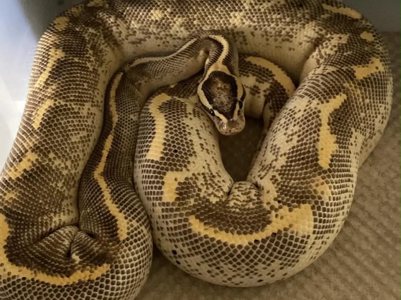 Billede 20 - Konge python