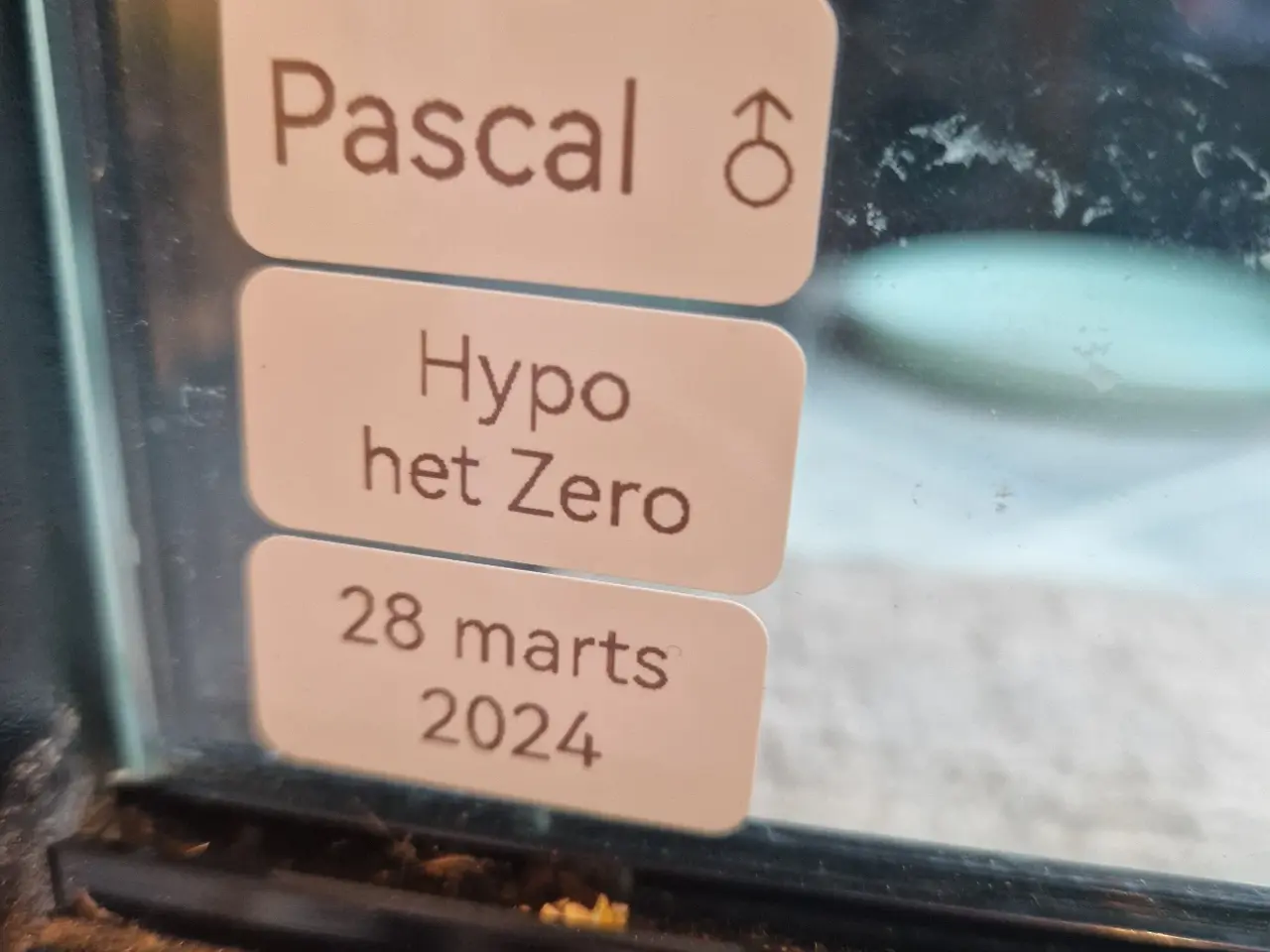 Billede 6 - Skægagame (med terrarie) han 1.0 hypo het zero