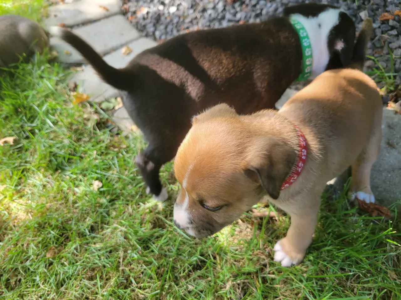 Billede 9 - Staffordshire Bull Terrier hvalpe
