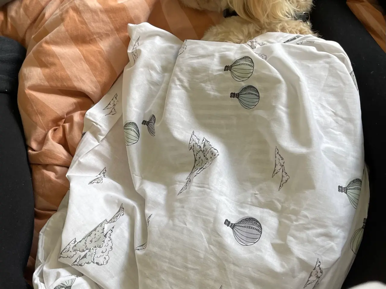 Billede 2 - Selvforkælelse til dit kæle dyr, hund m.m