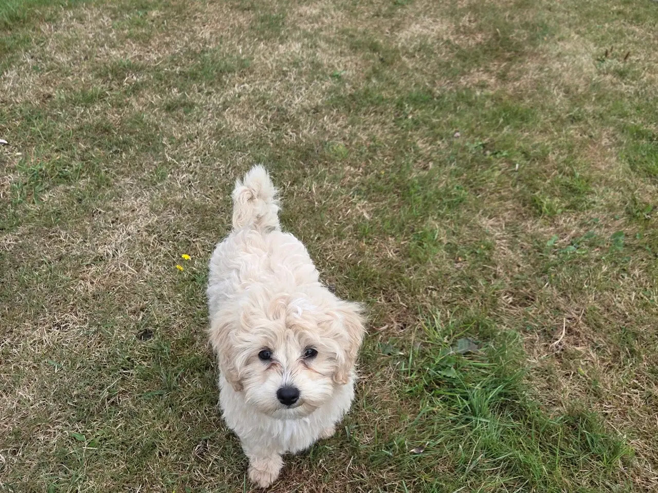 Billede 2 - Maltipoo tæve