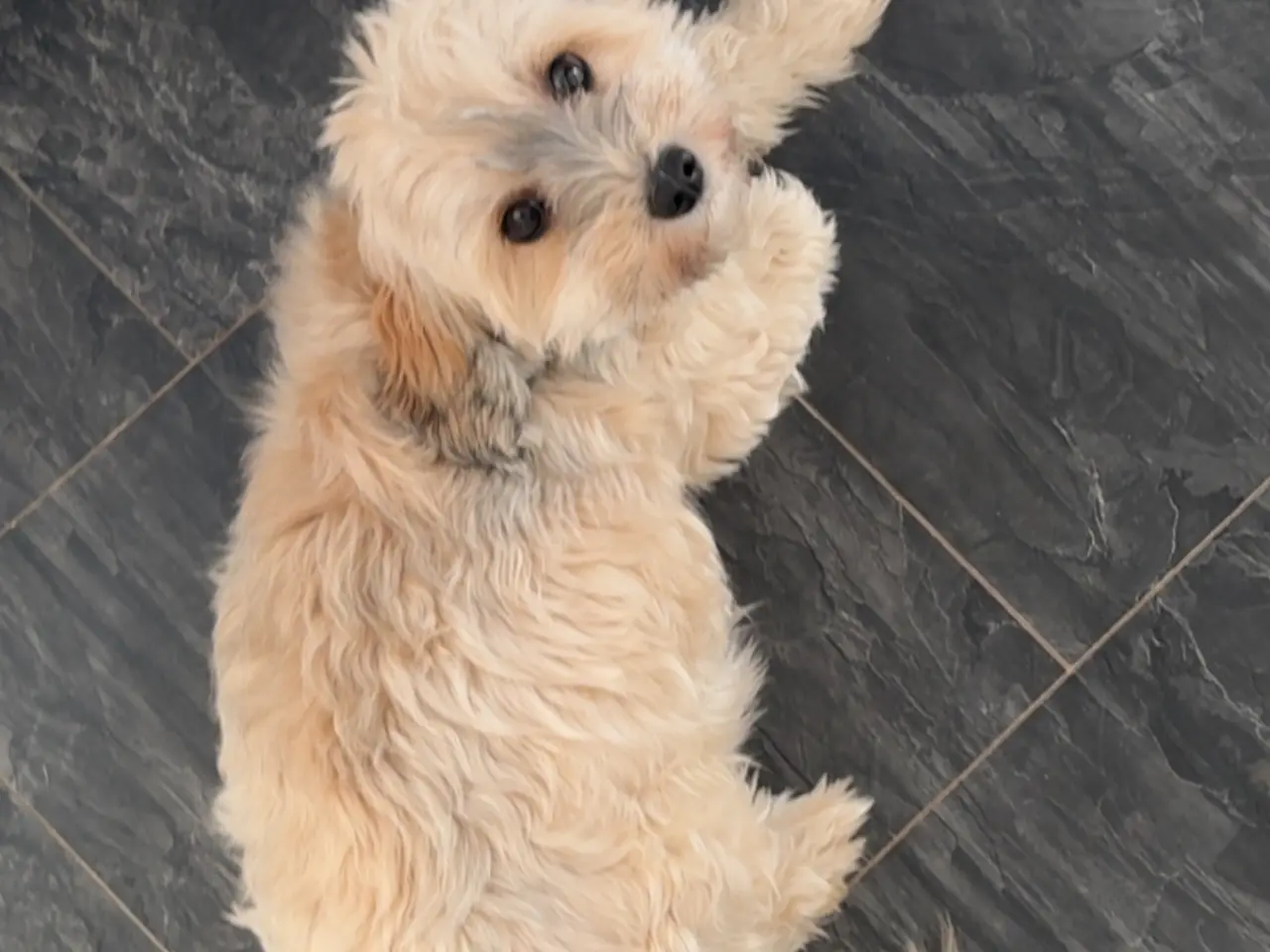Billede 10 - Smukke bichon havanais hvalpe