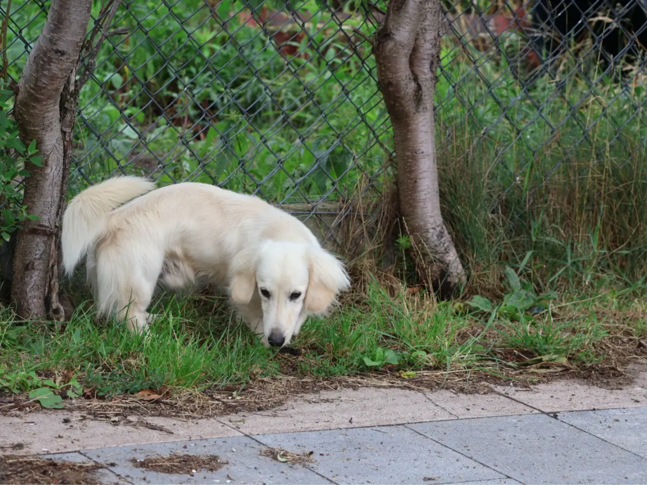 Billede 9 - Blonde gravhunde langhåret