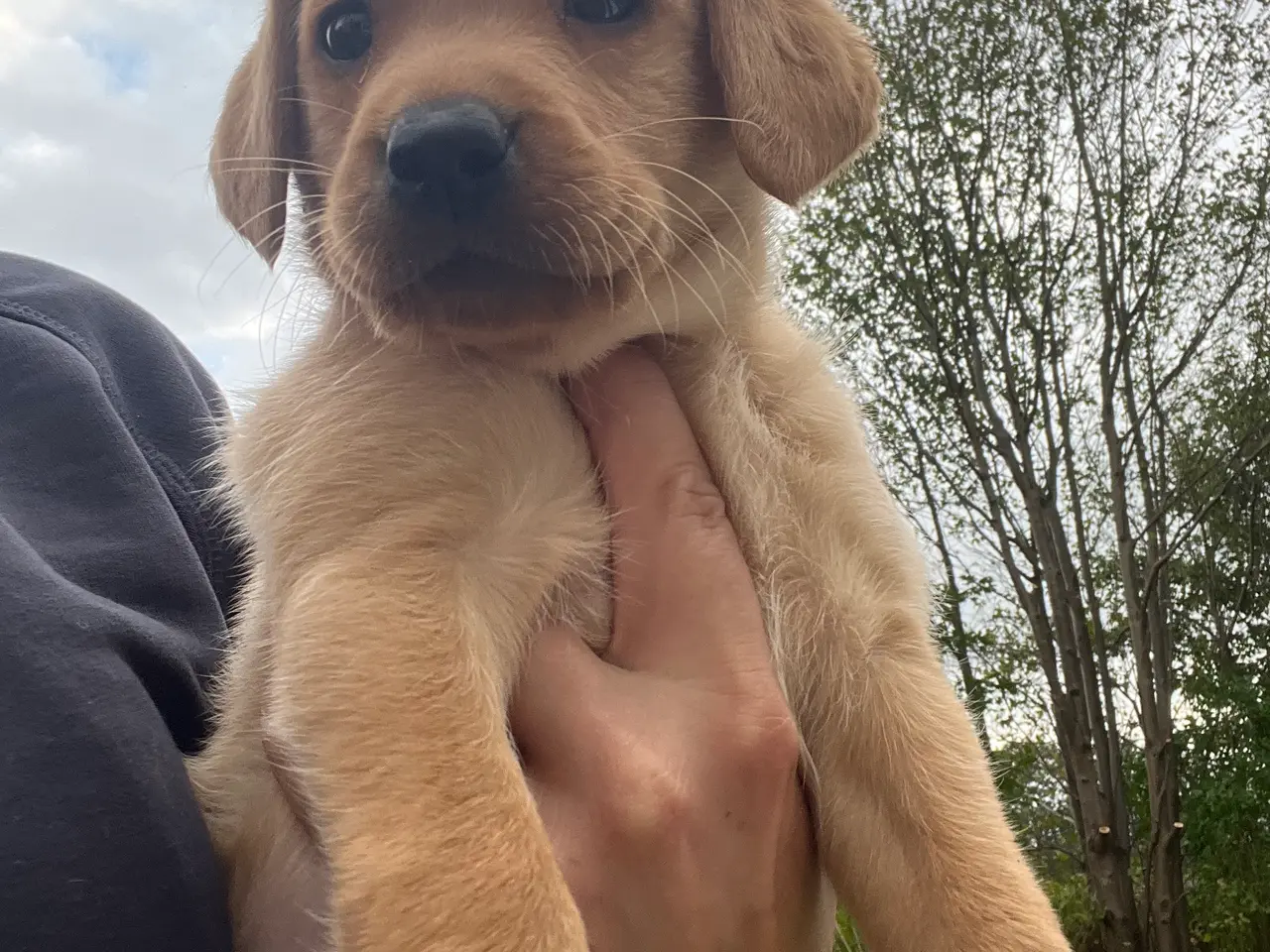 Billede 4 - Formel 1 Labrador hvalpe søger familier i uge 42