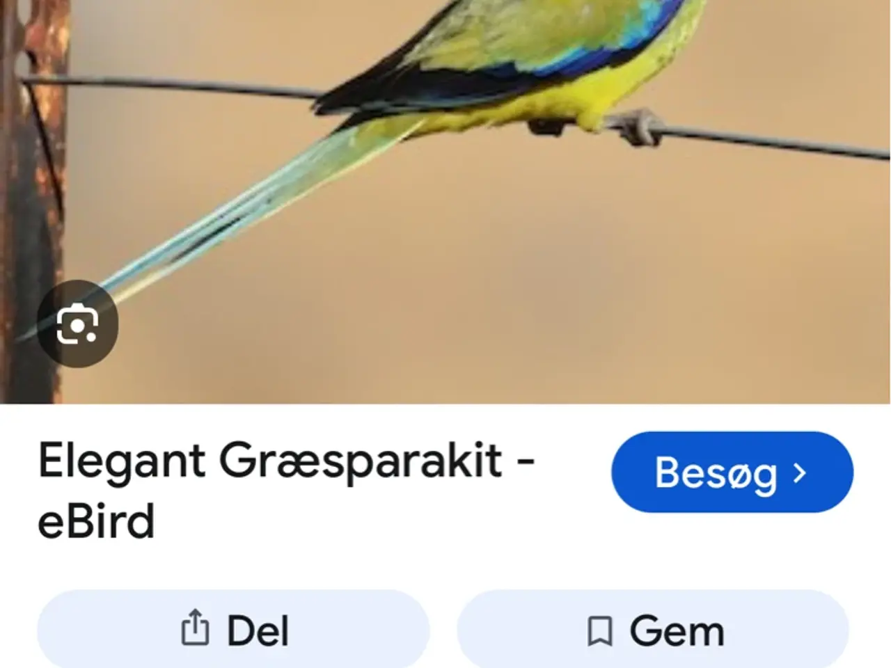 Billede 1 - 3 stk Elegant unger 2026