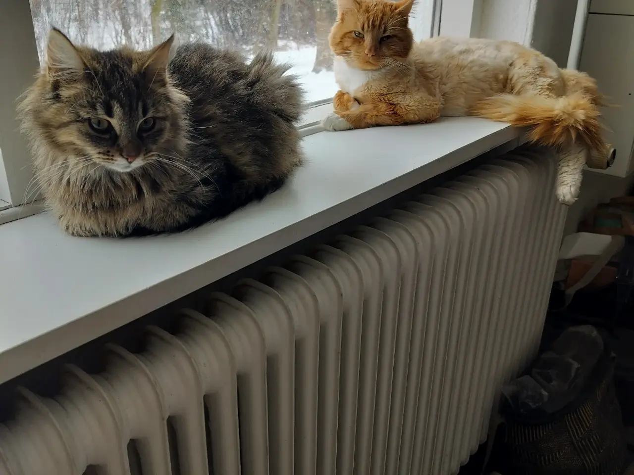 Billede 7 - Main Coon blanding