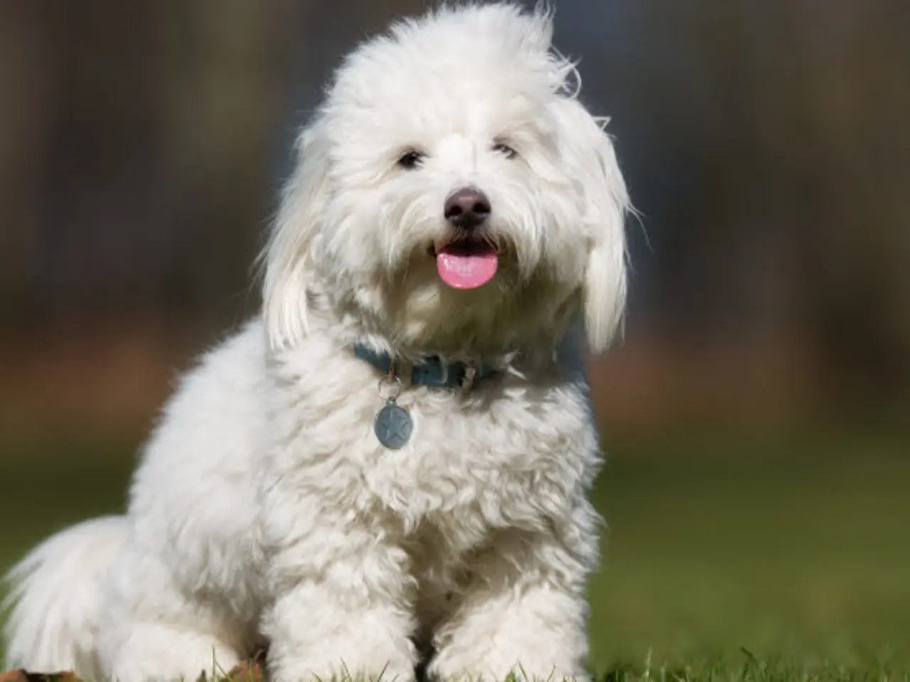 Billede 7 - Sheba / Coton de tulear