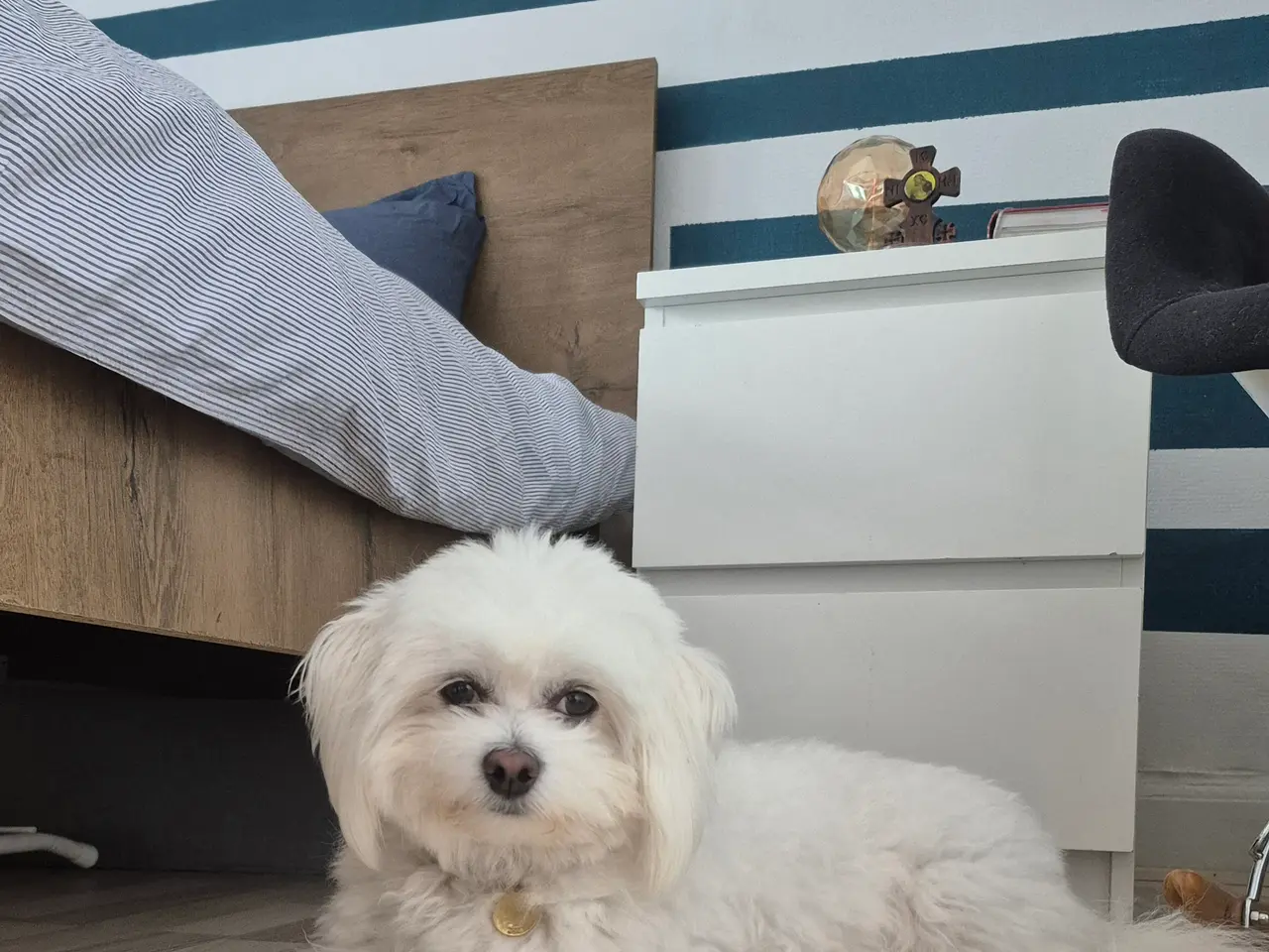 Billede 2 - Bichon Malteser til parring
