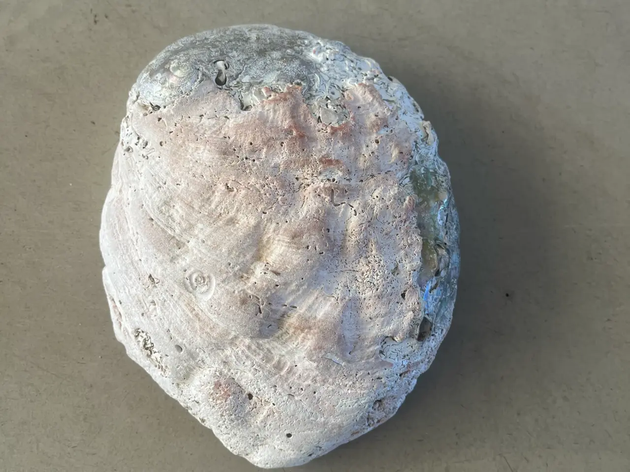 Billede 7 - Abalone skal