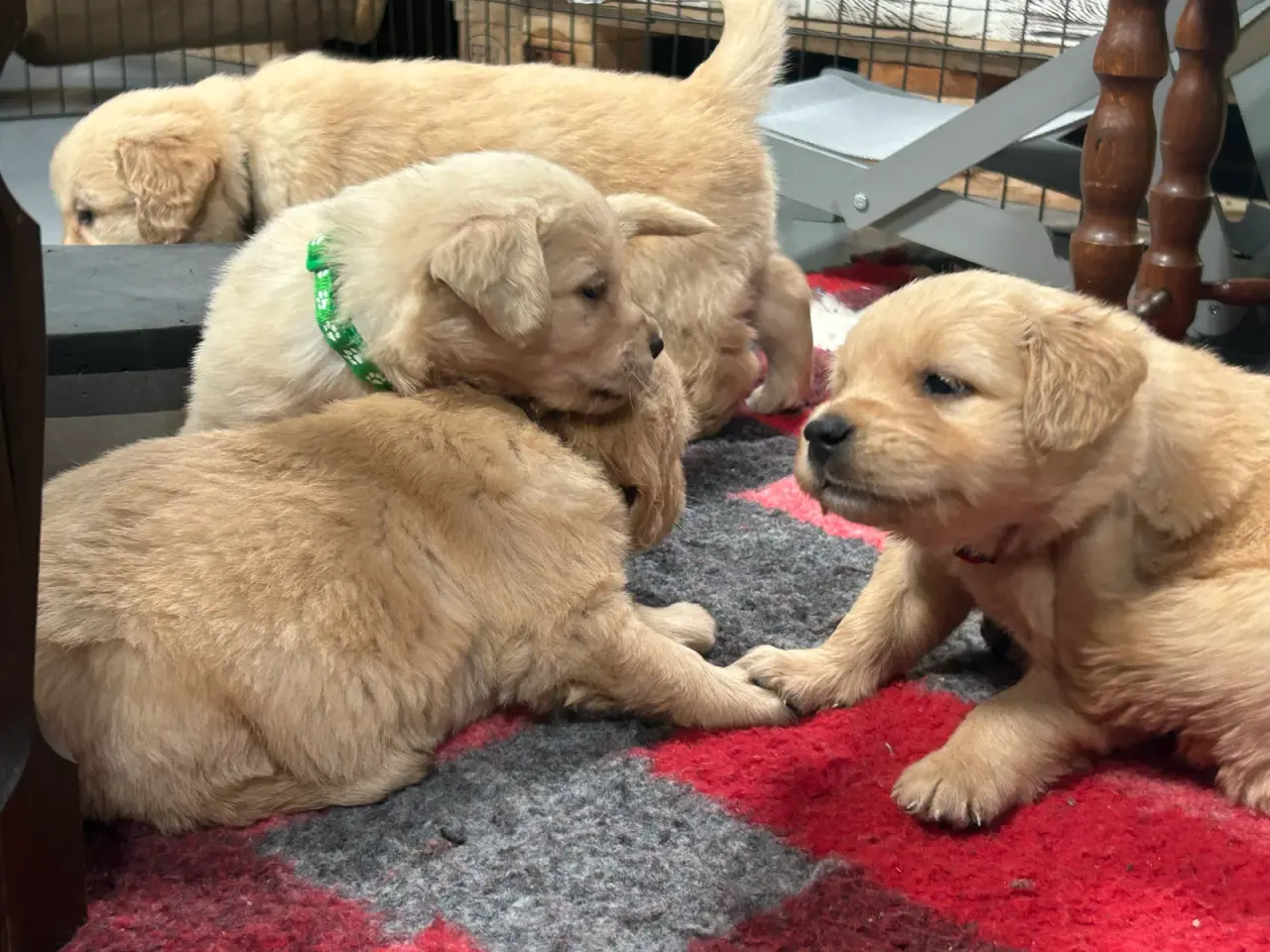 Billede 5 - Golden Retriever hvalpe