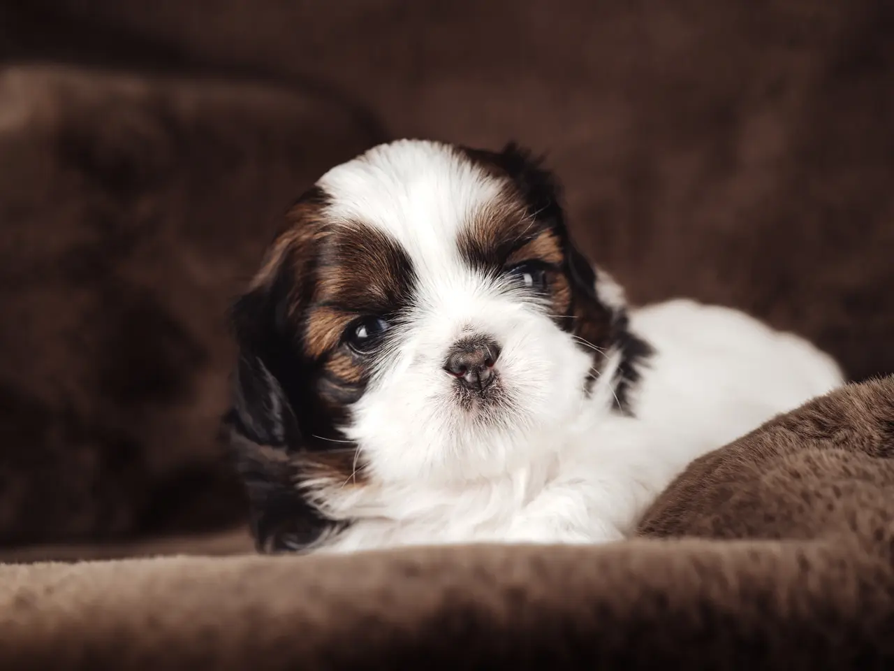 Billede 18 - Shih Tzu hundehvalpe søger nyt hjem (Tæver)