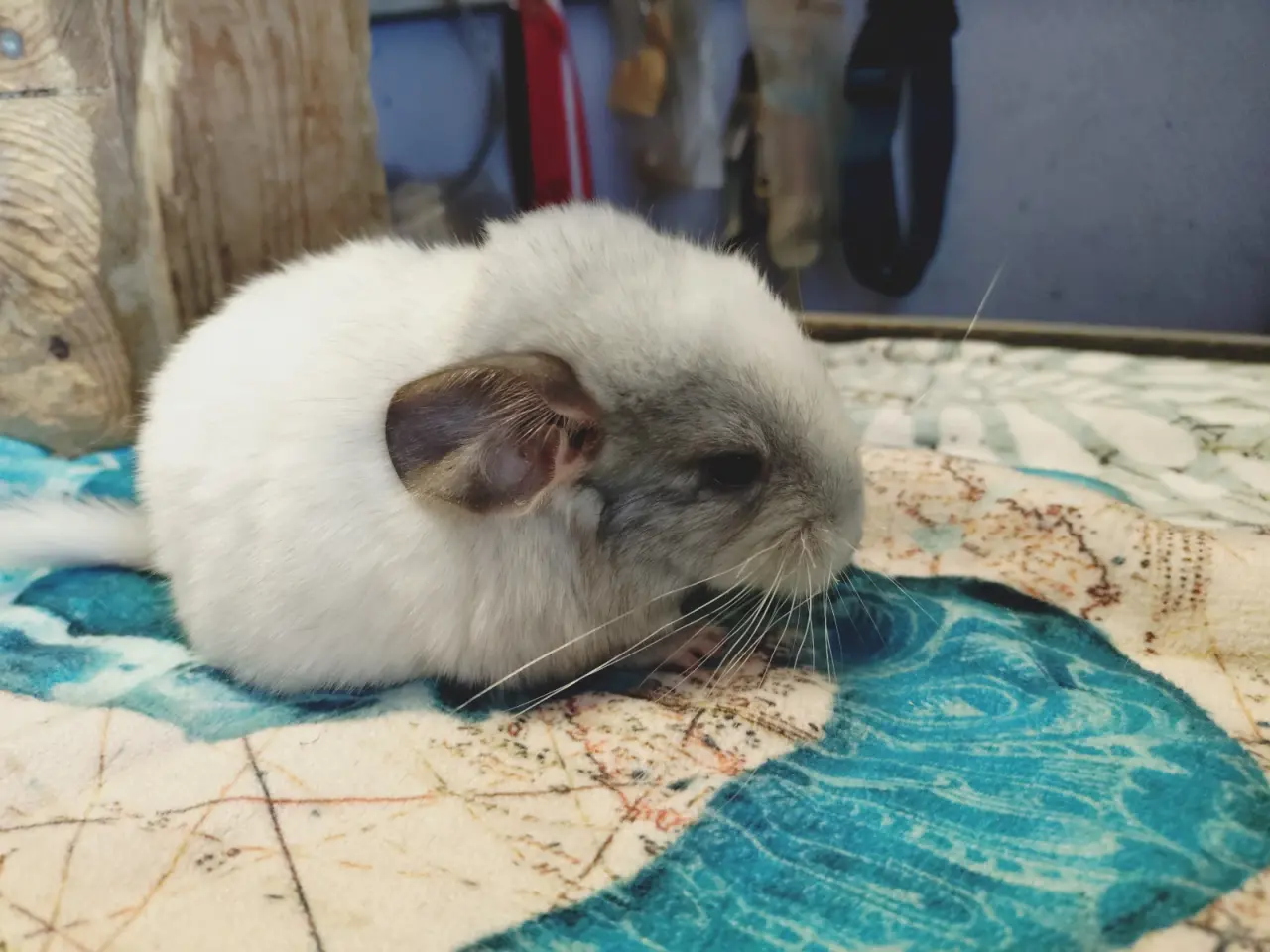 Billede 2 - Chinchilla unger