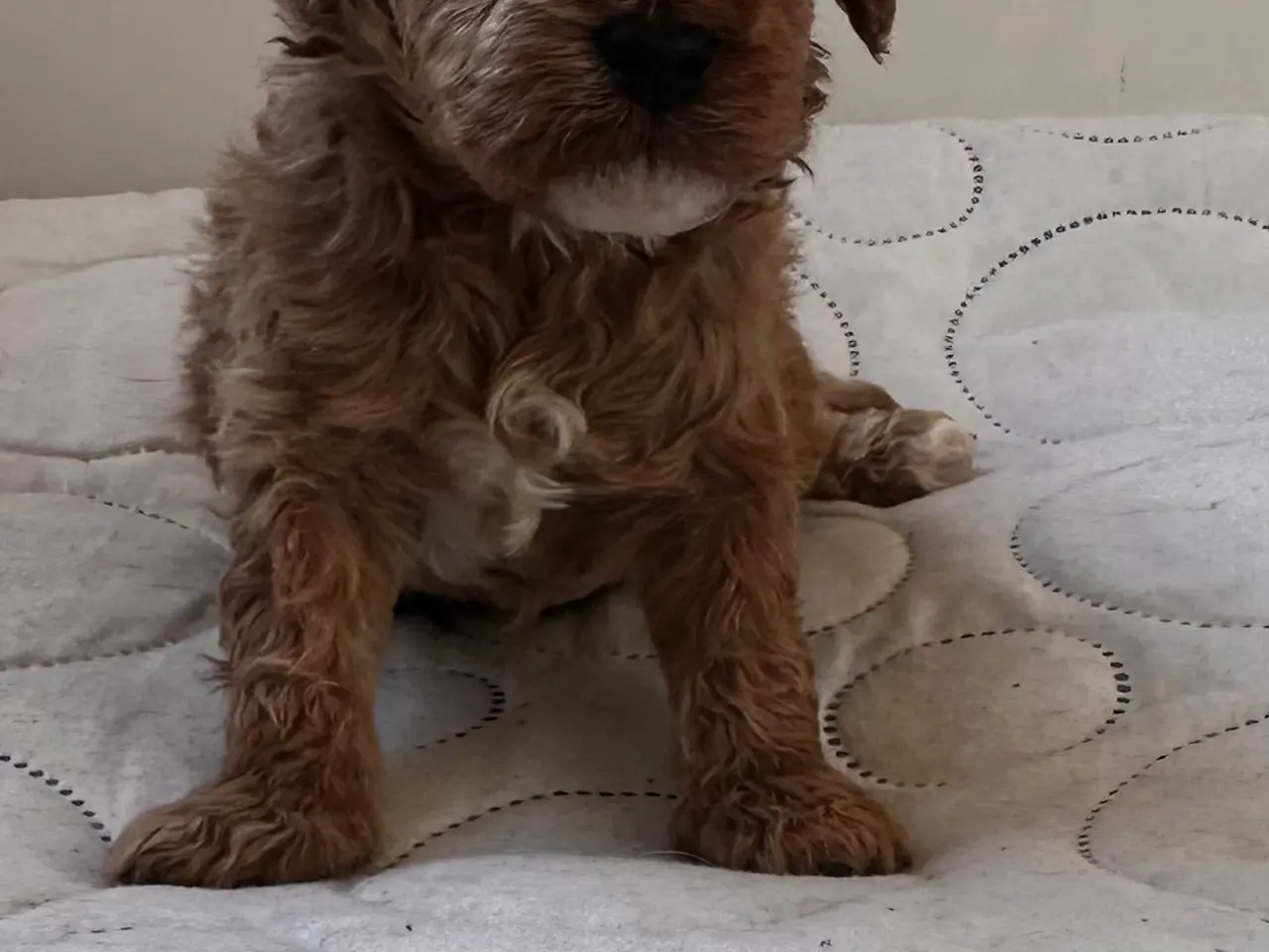 Billede 11 - Cavapoo