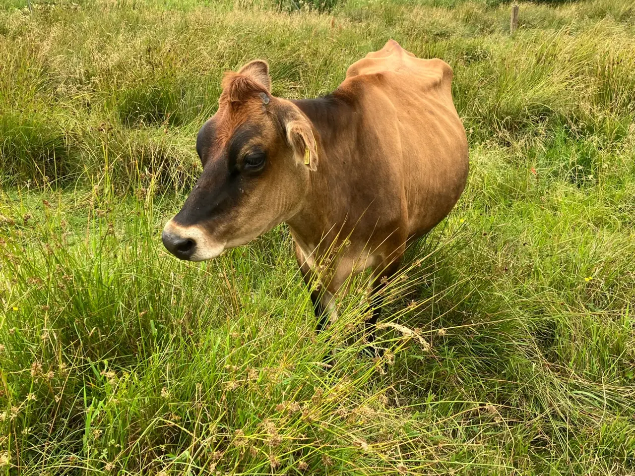 Billede 1 - Jersey ko med kviekalv