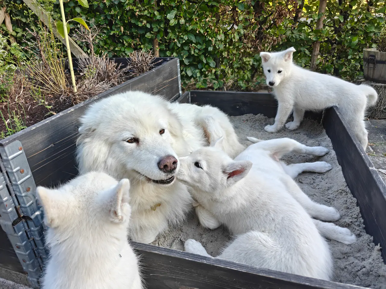 Billede 8 - Siberian husky og samojede hvalpe sælges