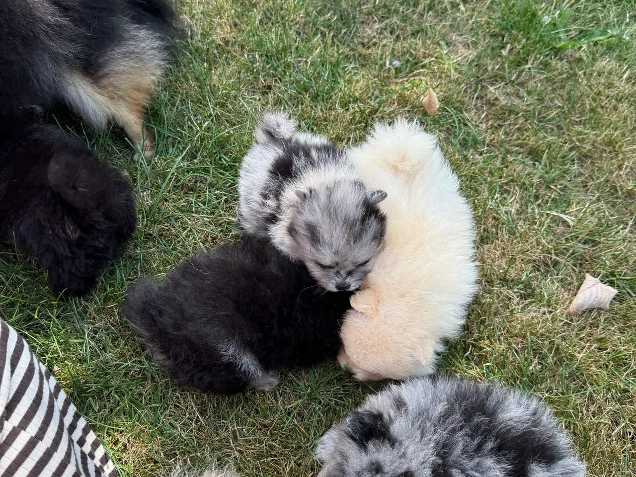 Billede 11 - Pomeranian