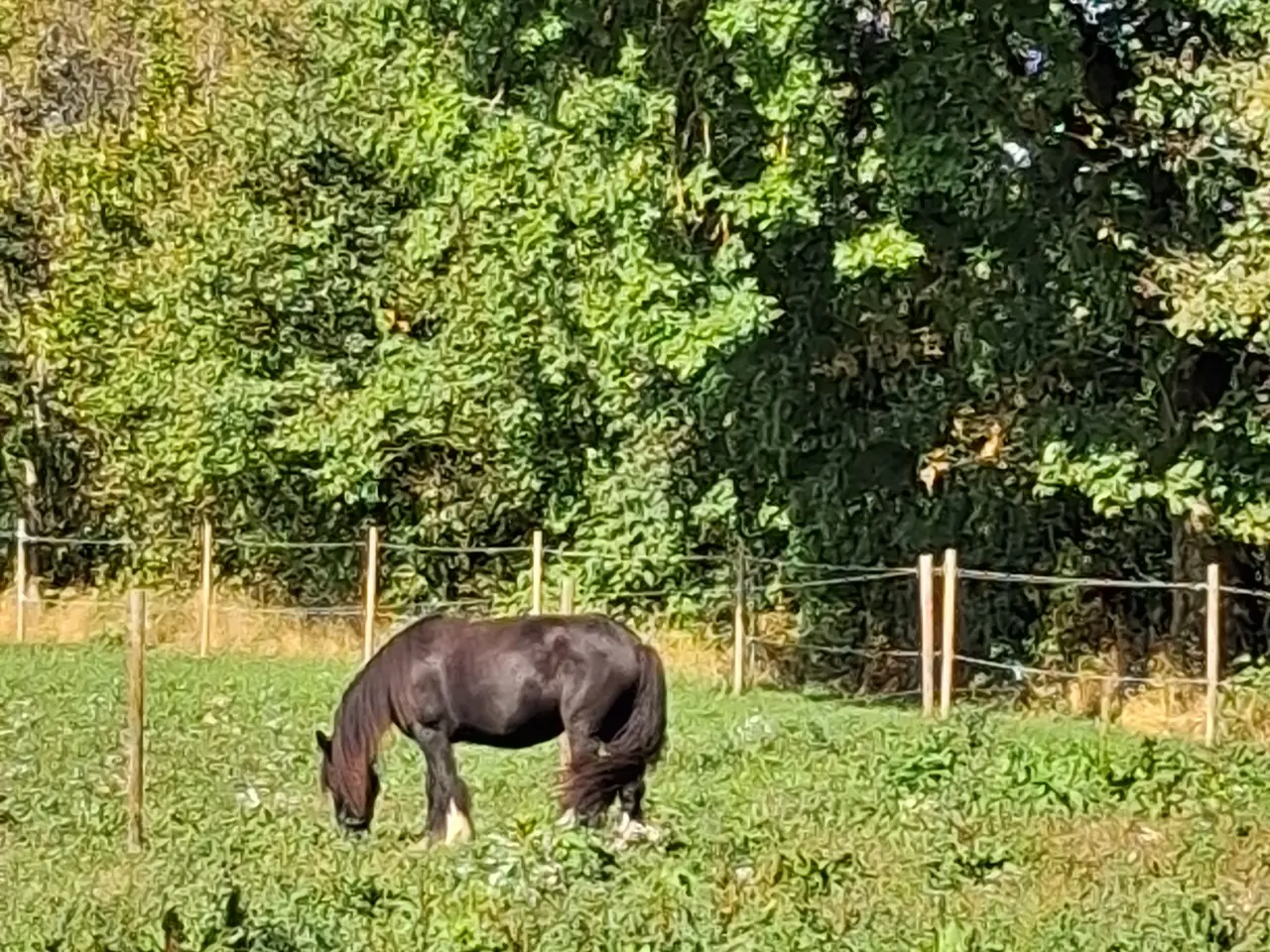 Billede 2 - Smuk 4 års hoppe