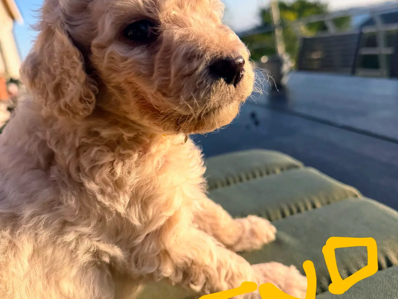 Billede 13 - Skønne Multigen Labradoodle hvalpe sælges