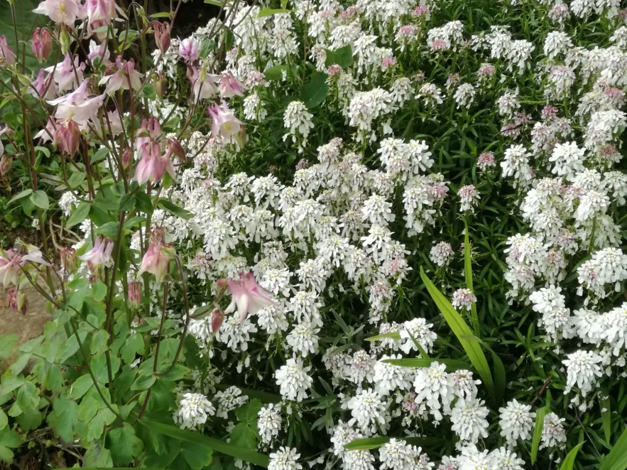 Billede 4 - Margueritter, ærteblomster mm