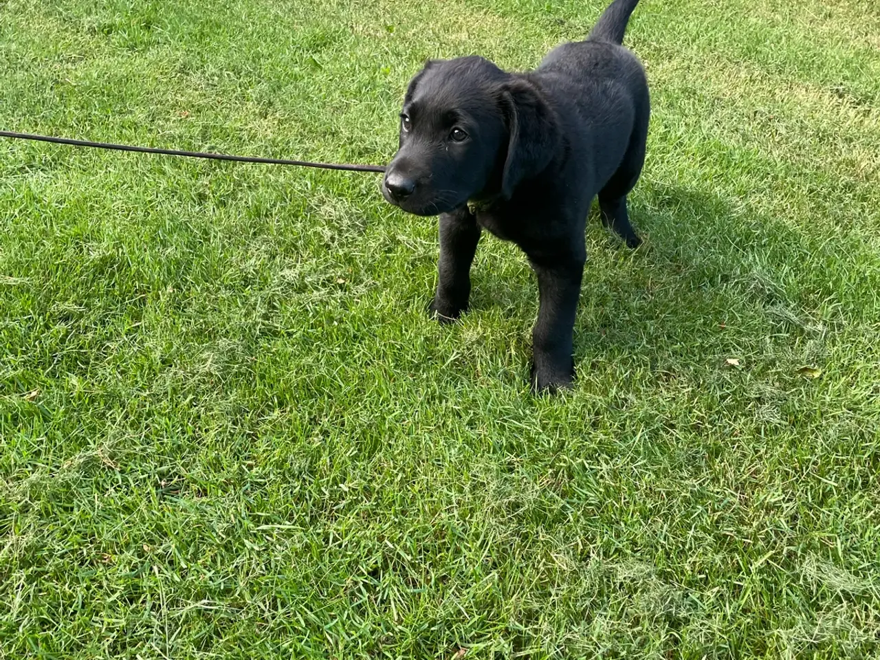 Billede 4 - Labrador hvalpe