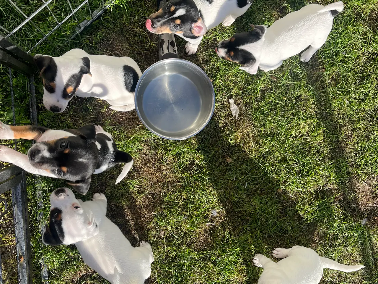 Billede 7 - Jack Russel hvalpe - lavbenede og glathårede