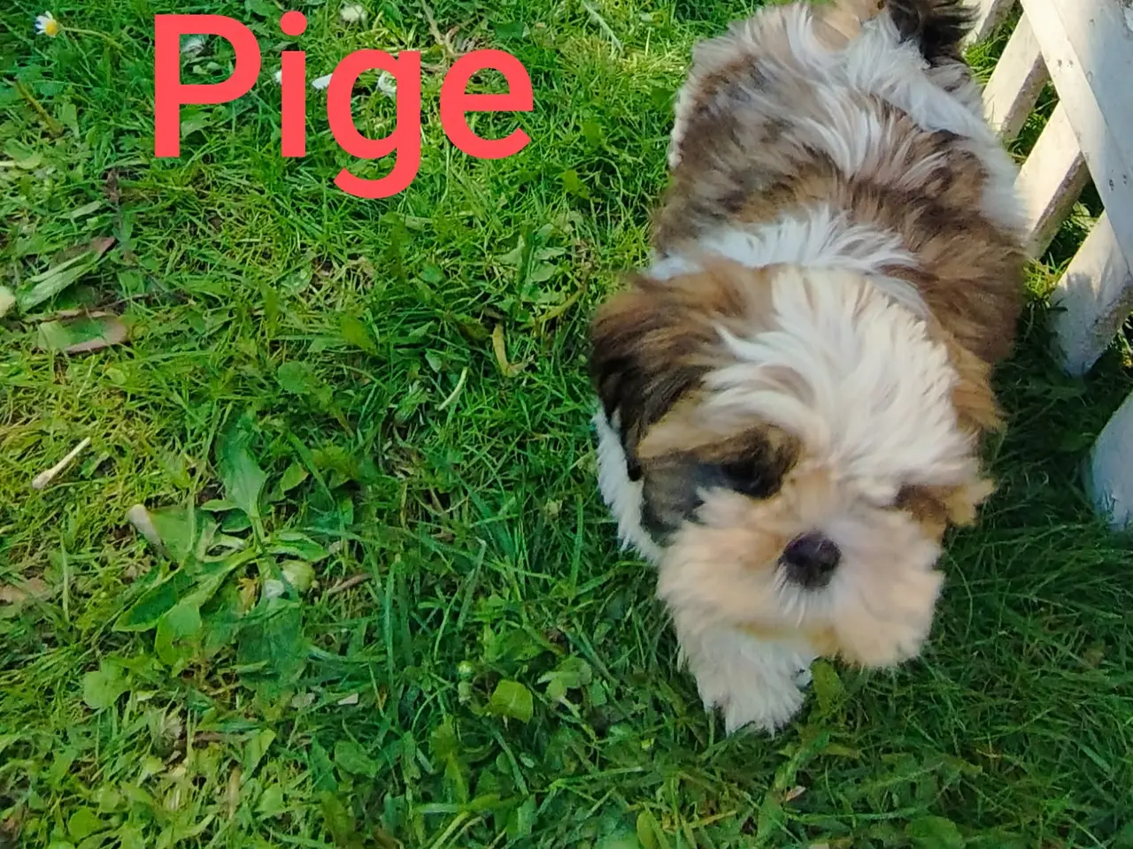 Billede 3 - ShihTzu hvalpe