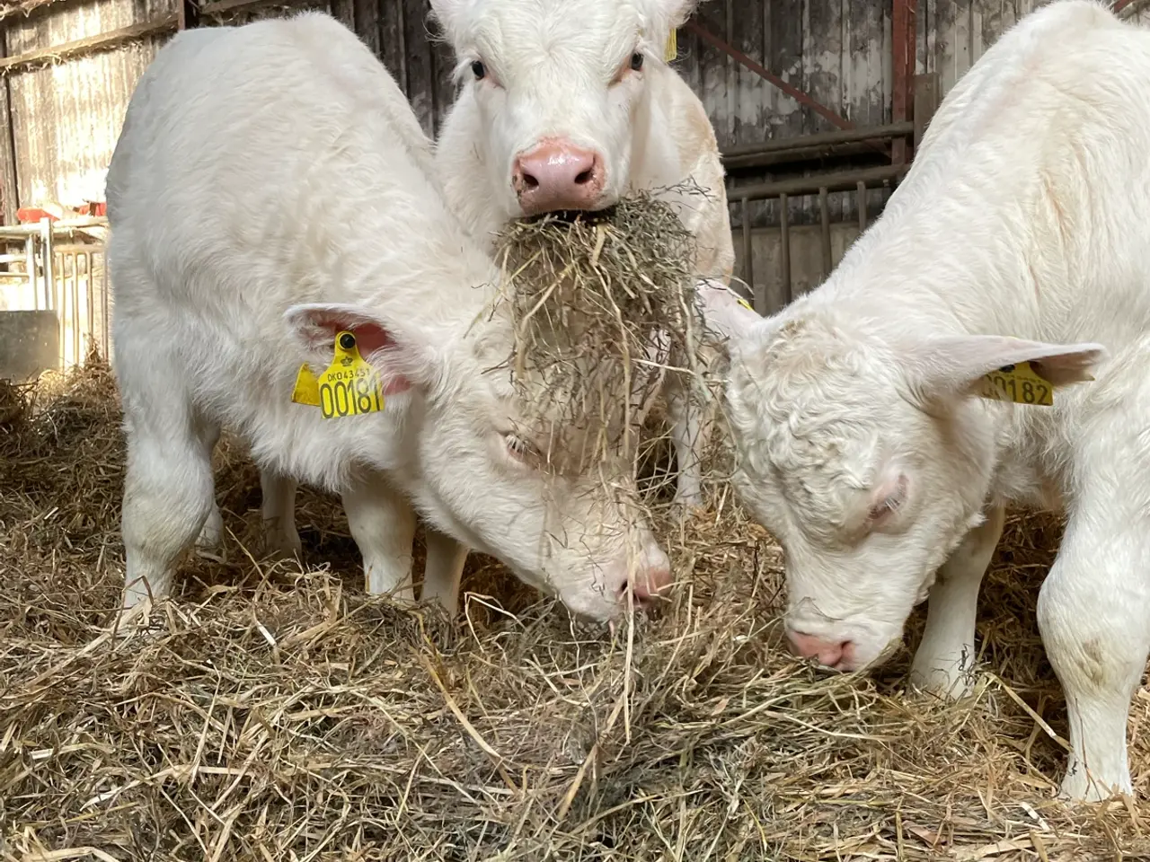Billede 1 - Pollet Charolais tyr søges